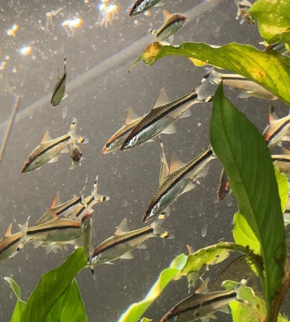 Denison Barb (Sahyadria denisonii) – The Red Line Torpedo Barb