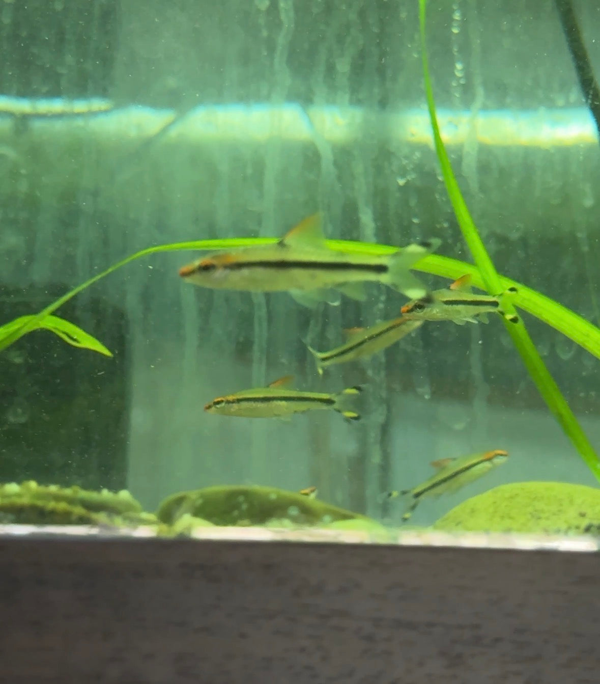 Denison Barb (Sahyadria denisonii) – The Red Line Torpedo Barb