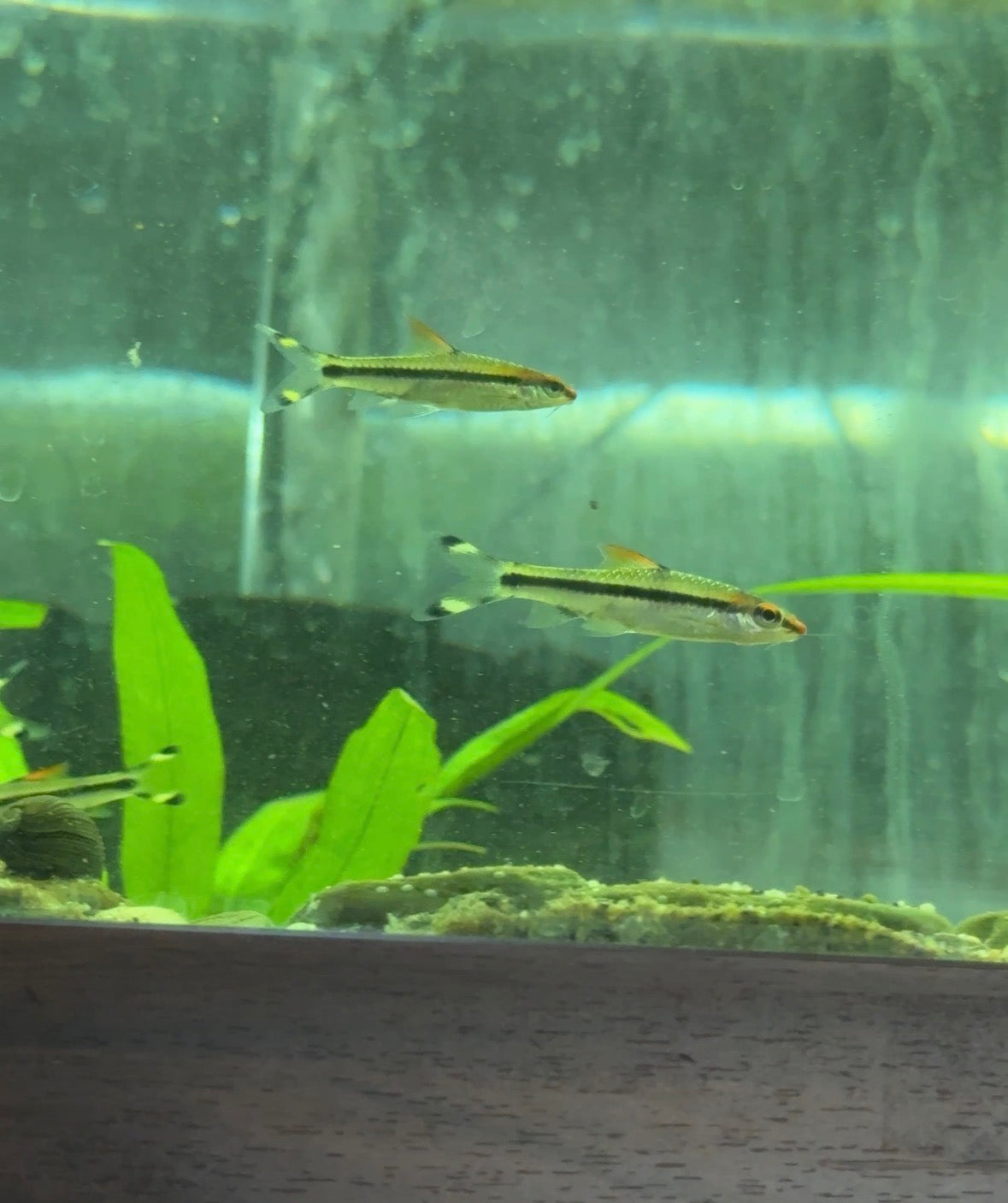 Denison Barb (Sahyadria denisonii) – The Red Line Torpedo Barb