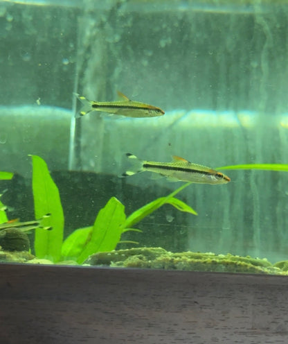 Denison Barb (Sahyadria denisonii) – The Red Line Torpedo Barb