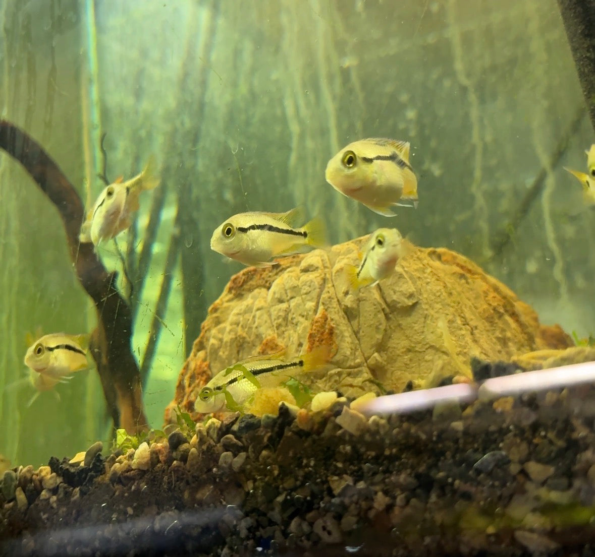 Nicaraguan Cichlid (Hypsophrys nicaraguensis) – A Colorful and Peaceful Show Cichlid