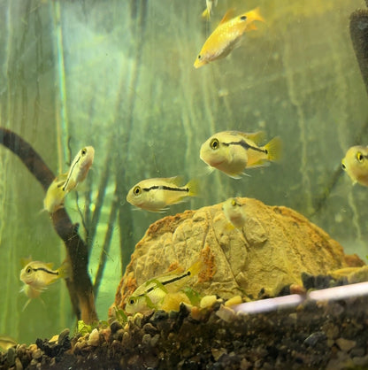 Nicaraguan Cichlid (Hypsophrys nicaraguensis) – A Colorful and Peaceful Show Cichlid
