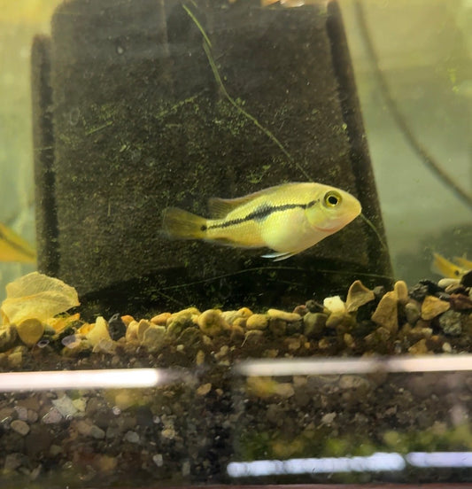 Nicaraguan Cichlid (Hypsophrys nicaraguensis) – A Colorful and Peaceful Show Cichlid