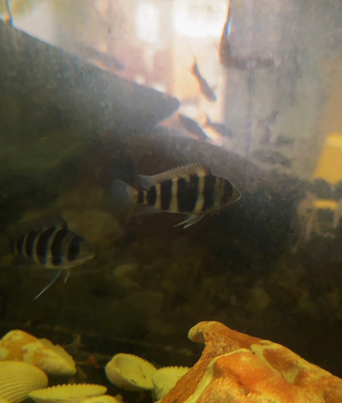 6-Bar Frontosa Cichlid (Cyphotilapia frontosa) – The King of African Cichlids