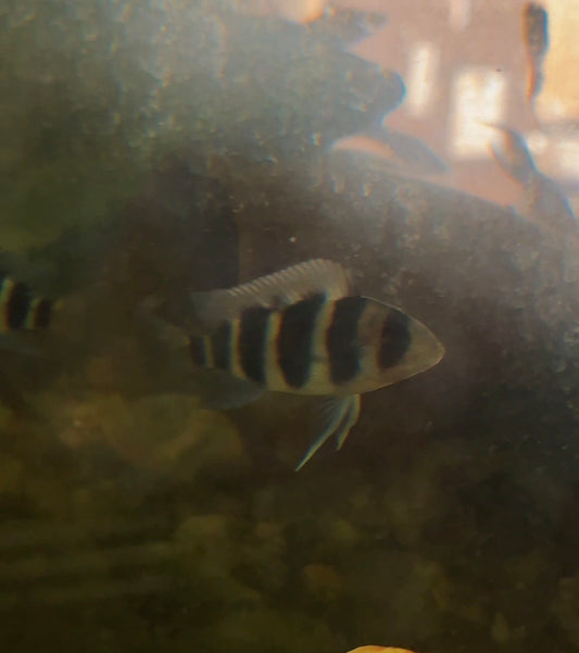 6-Bar Frontosa Cichlid (Cyphotilapia frontosa) – The King of African Cichlids