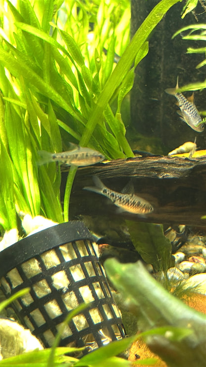 Black Ruby Barb 1.5"