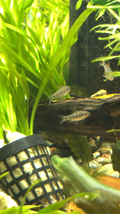 Black Ruby Barb 1.5"