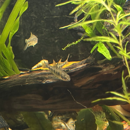 Black Ruby Barb 1.5"
