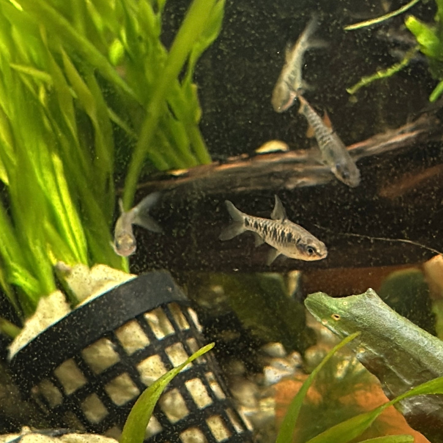 Black Ruby Barb 1.5"
