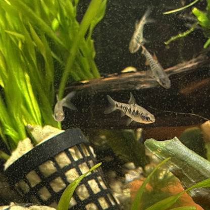 Black Ruby Barb 1.5"