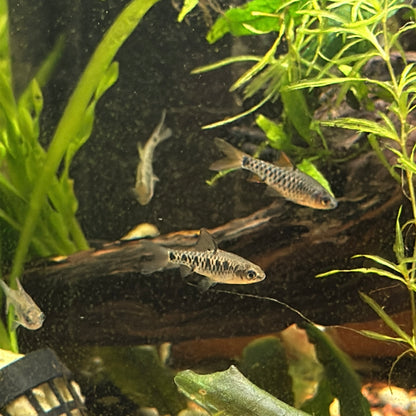 Black Ruby Barb 1.5"