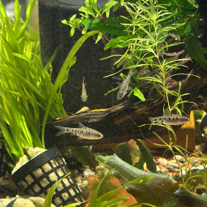 Black Ruby Barb 1.5"