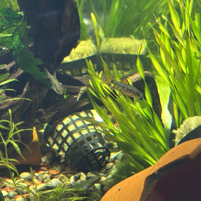 Black Ruby Barb 1.5"