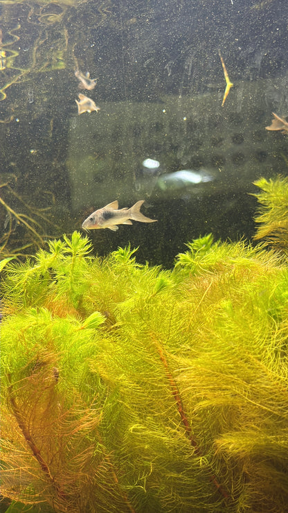 Cory Catfish 1.5"