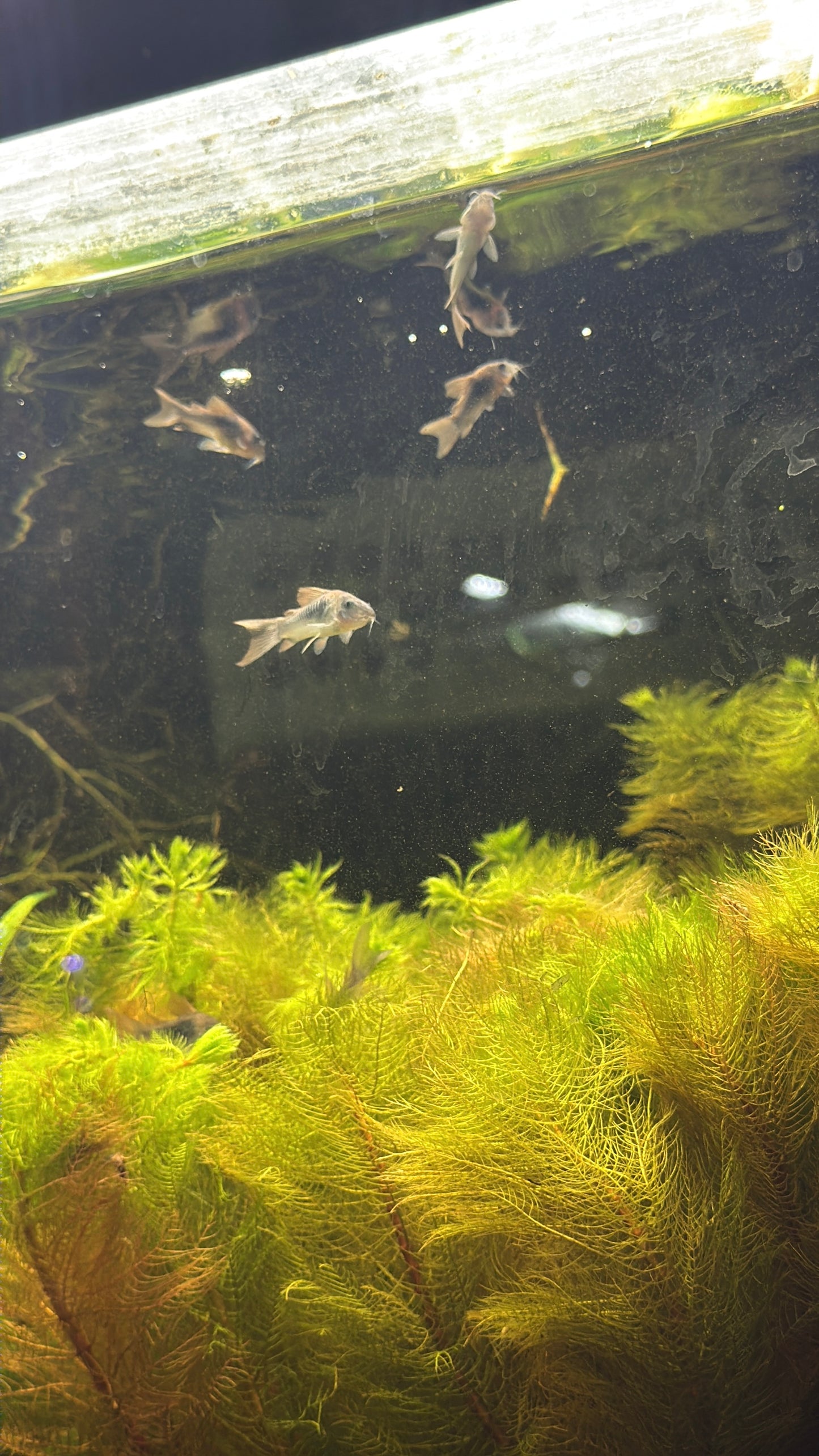 Cory Catfish 1.5"