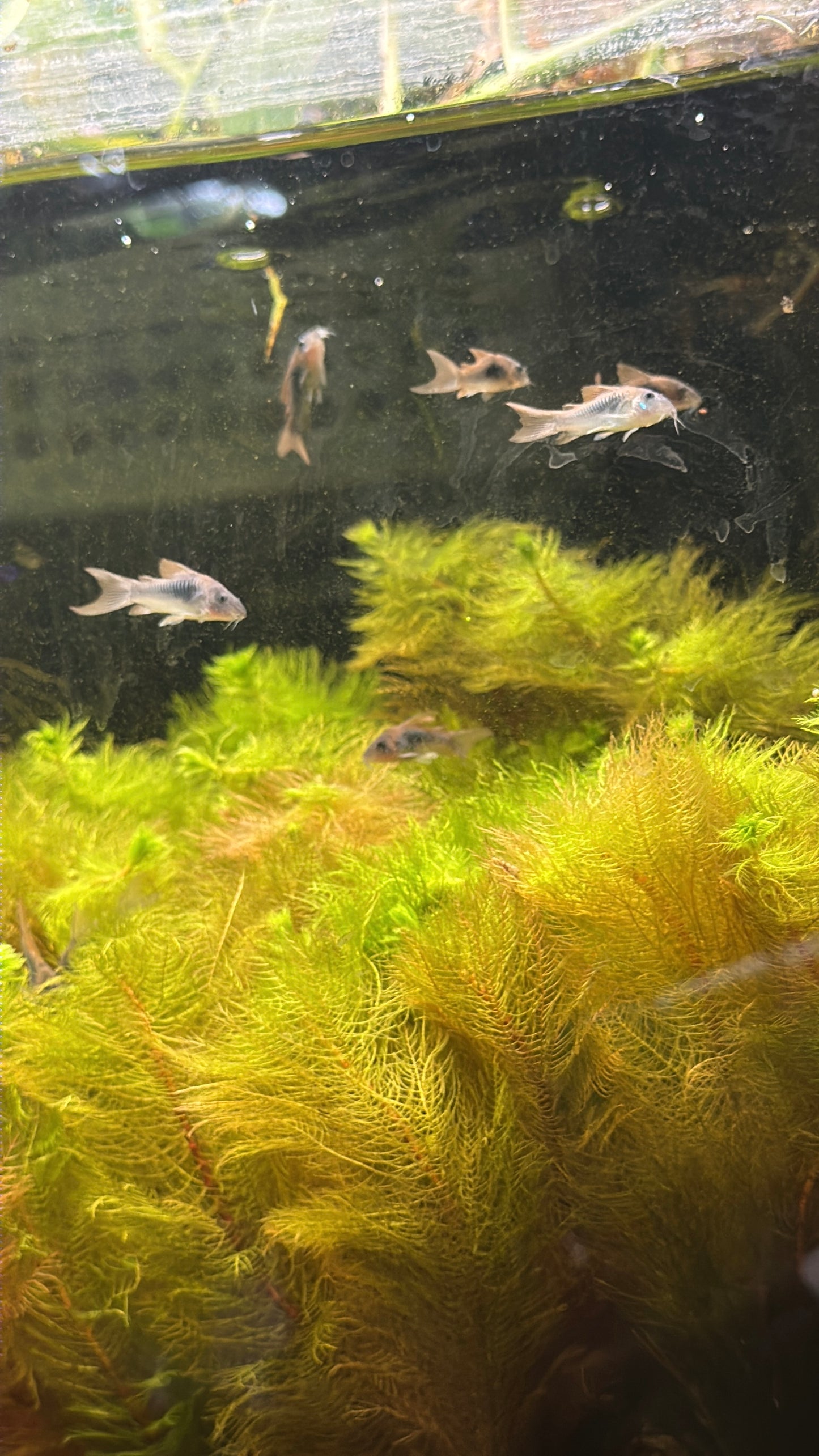 Cory Catfish 1.5"