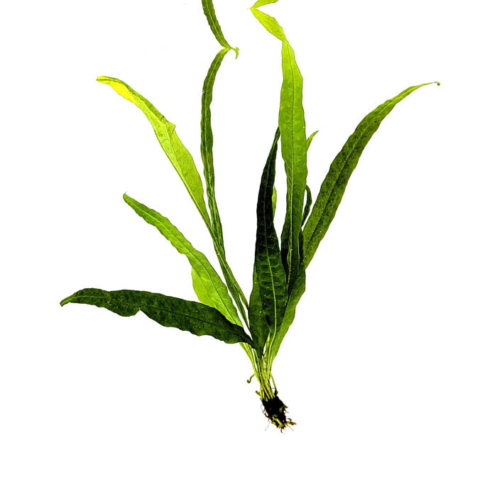 POPULAR AQUARIUM PLANTS BUNDLE