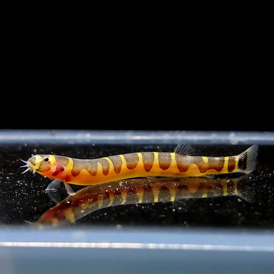 KUHLI LOACH | PANGIO KUHLII