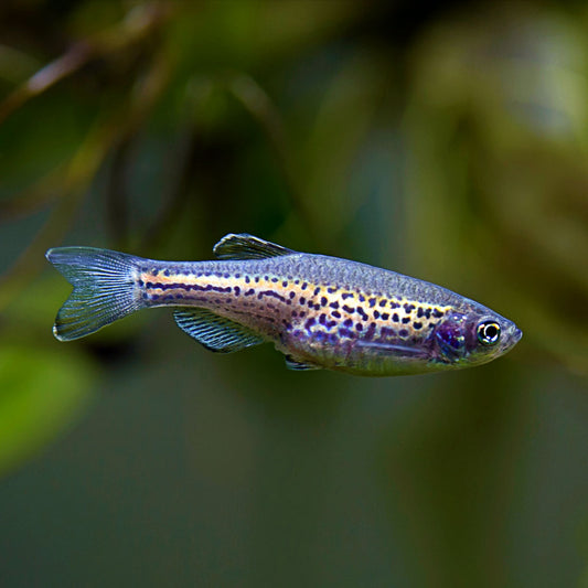 LEOPARD DANIO | BRACHYDANIO FRANKEI