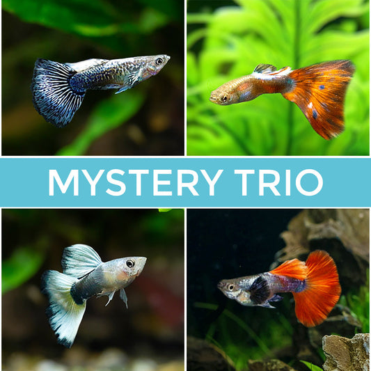 MYSTERY GUPPY TRIO