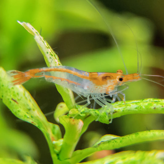 ORANGE RILI SHRIMP