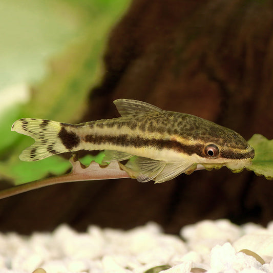 OTOCINCLUS CATFISH | OTOCINCLUS VESTITUS
