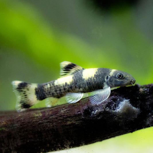 PANDA GARRA | GARRA FLAVATRA | BEST ALGAE EATER FOR NANO AQUARIUMS