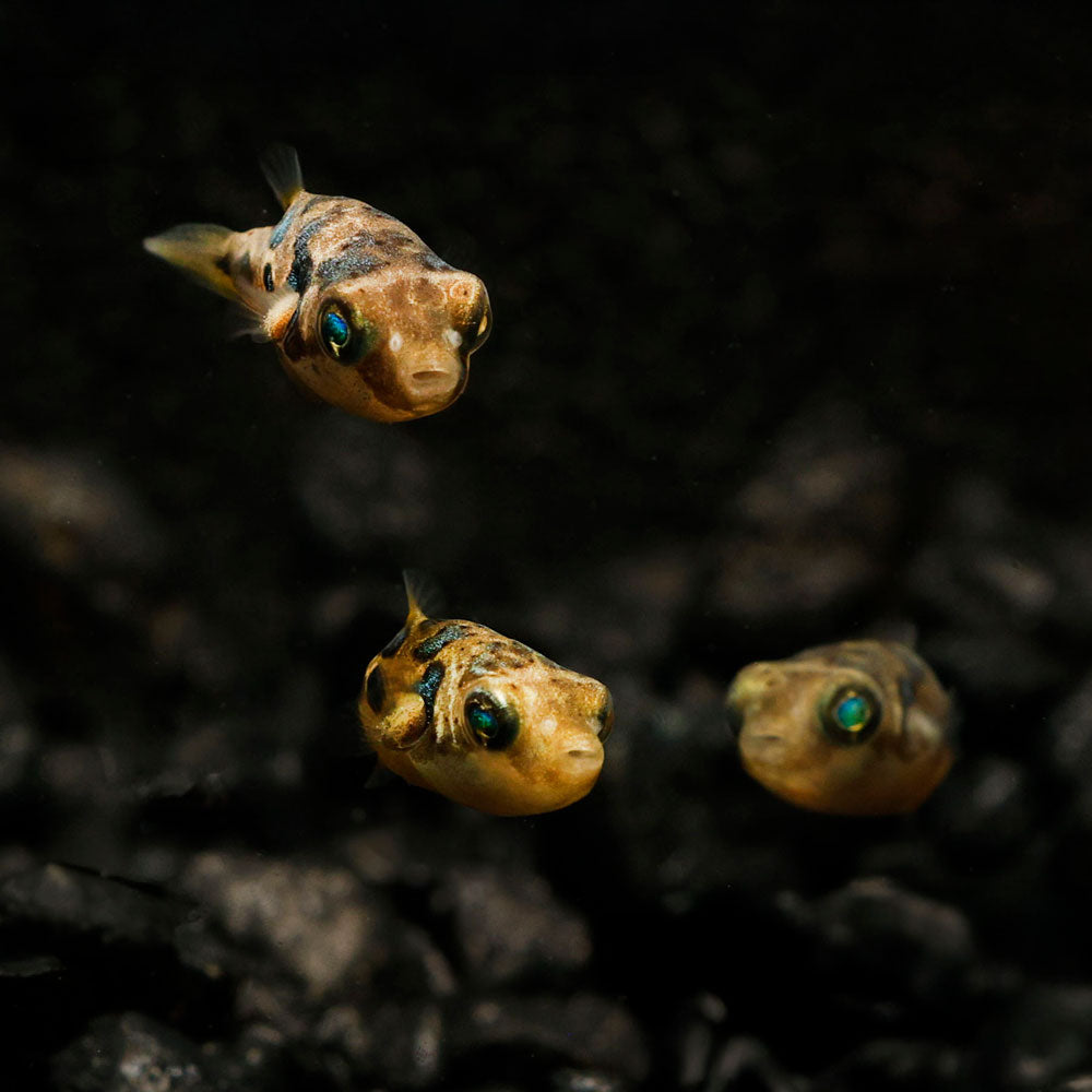 FRESHWATER PEA PUFFERS | DWARF PUFFER FISH