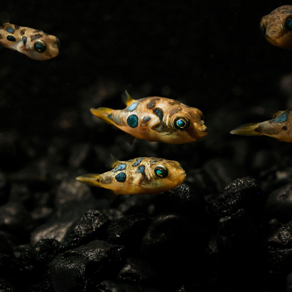FRESHWATER PEA PUFFERS | DWARF PUFFER FISH