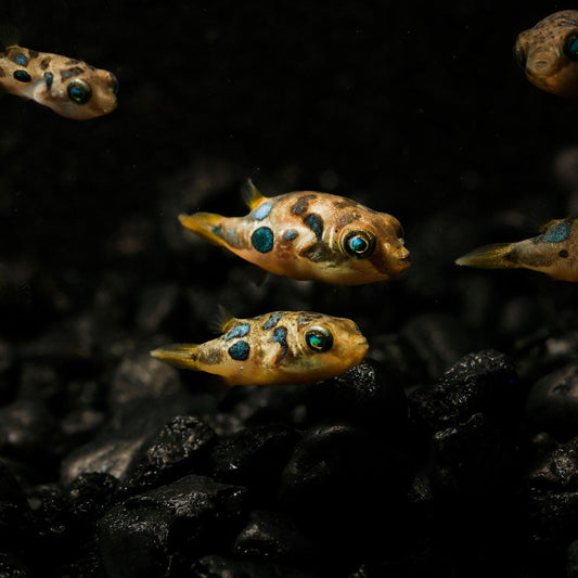 FRESHWATER PEA PUFFERS | DWARF PUFFER FISH