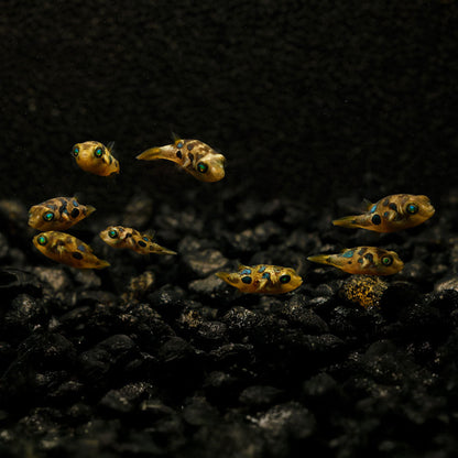 FRESHWATER PEA PUFFERS | DWARF PUFFER FISH