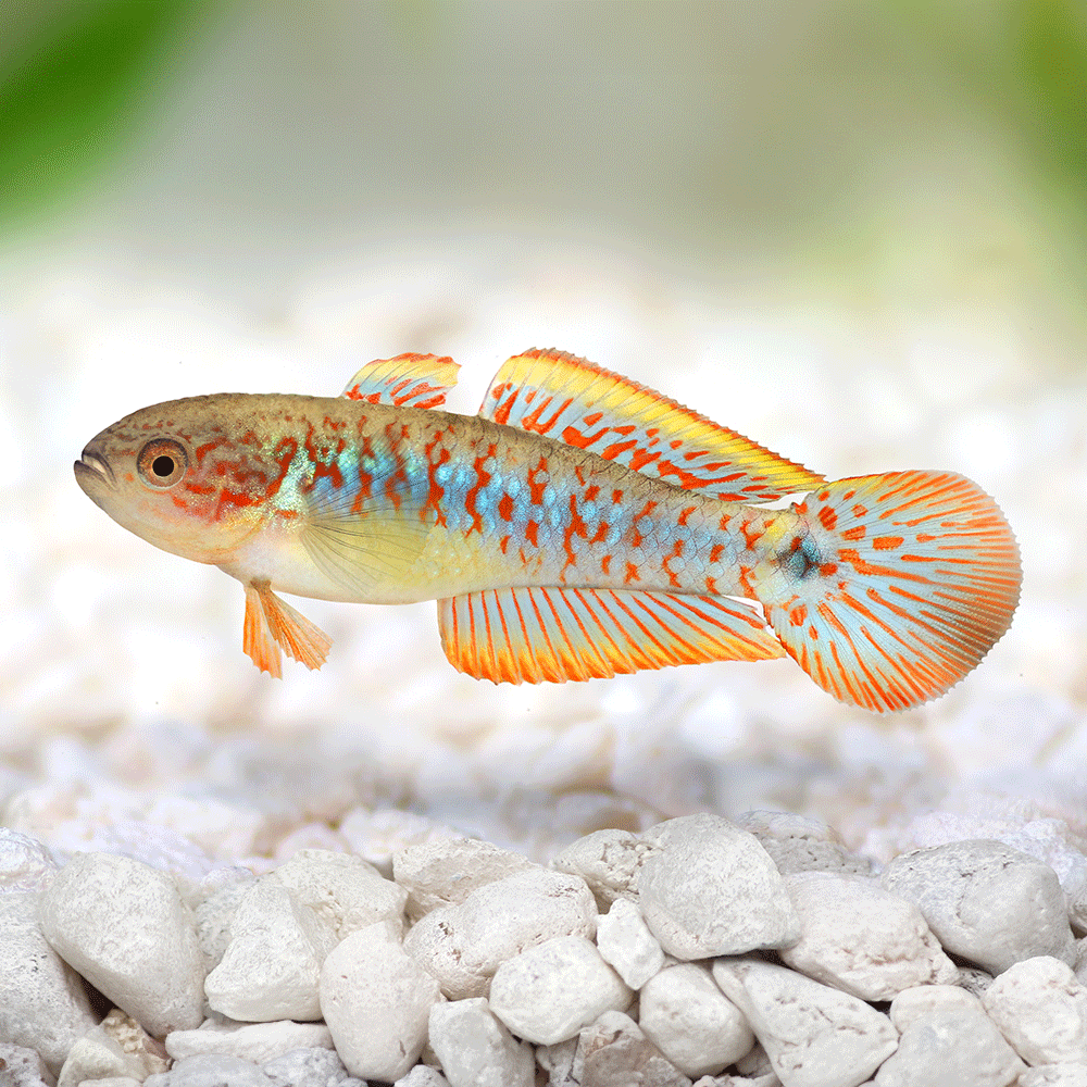 PEACOCK GOBY (GUDGEON)
