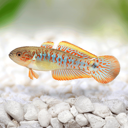 PEACOCK GOBY (GUDGEON)