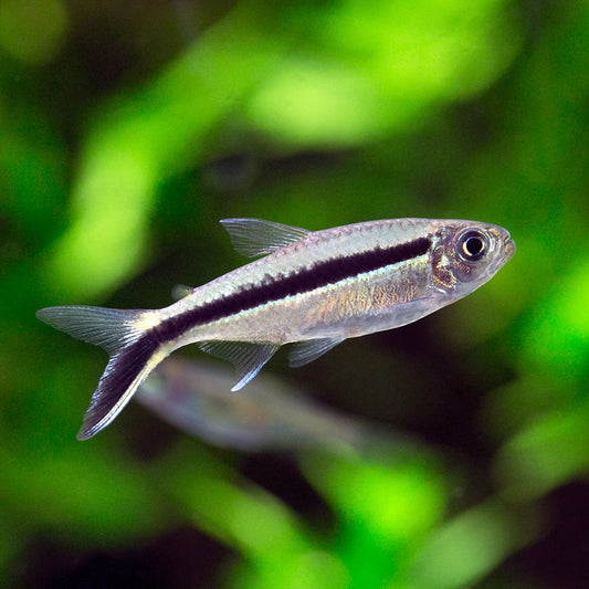 PENGUIN TETRA | THAYERIA BOELKEI