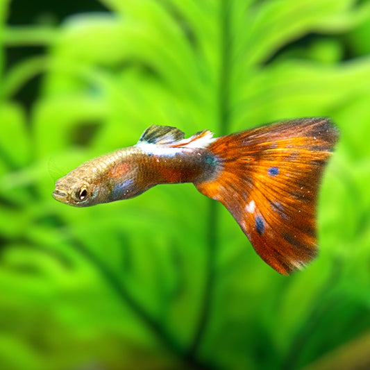 PURPLE HAZE GUPPY