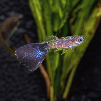PURPLE QUEEN GUPPY | POECILIA RETICULATUS