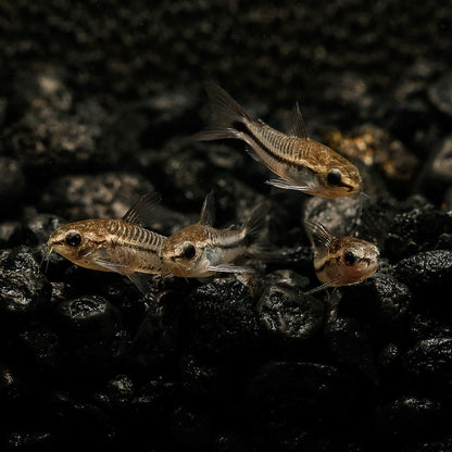 PYGMY CORYDORAS | CORYDORAS PYGMAEUS