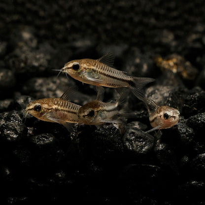 PYGMY CORYDORAS | CORYDORAS PYGMAEUS