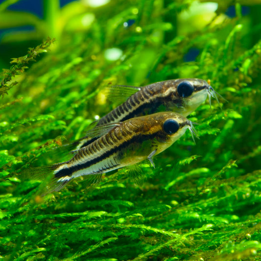 PYGMY CORYDORAS | CORYDORAS PYGMAEUS