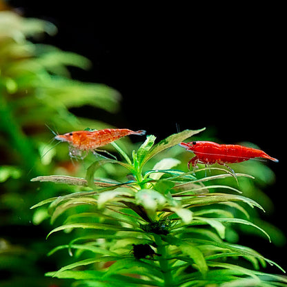RED CHERRY SHRIMP