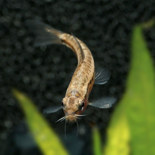 ROSY LOACH | PETRUICHTHYS SP.
