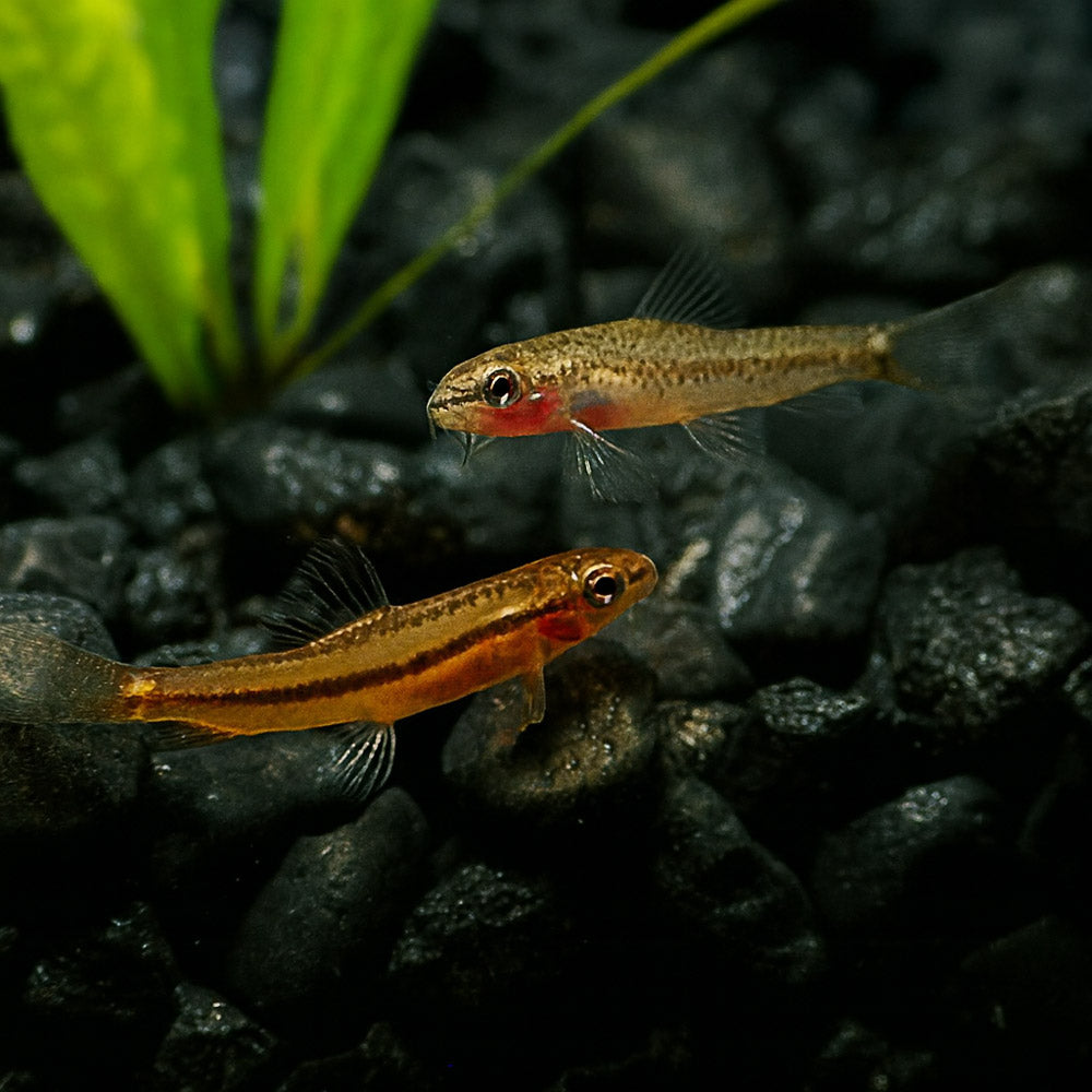ROSY LOACH | PETRUICHTHYS SP.