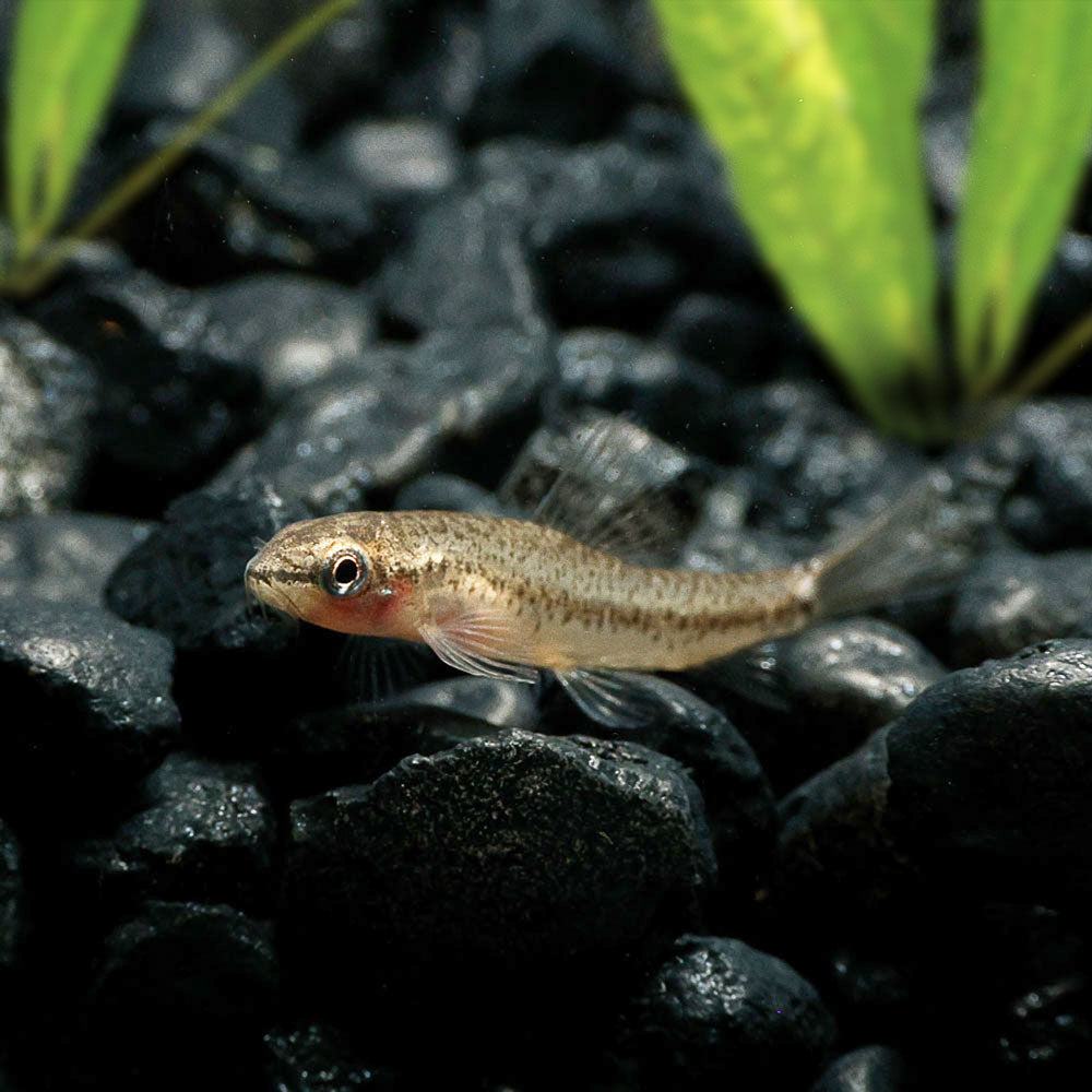 ROSY LOACH | PETRUICHTHYS SP.