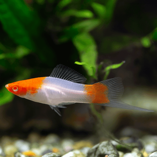 SANTA CLAUS (KOI) SWORDTAIL | XIPHOPHORUS HELLERI