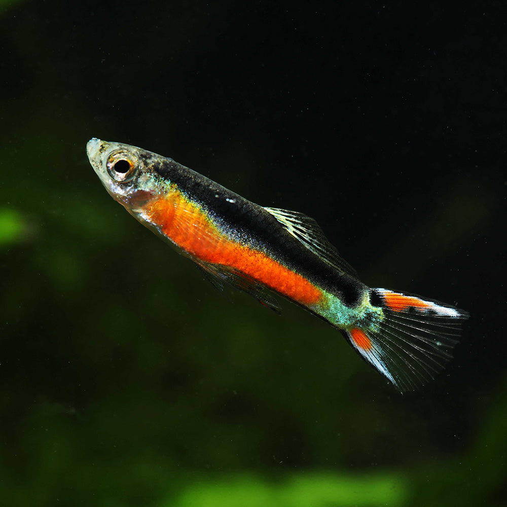 SANTA MARIA BLEEDING HEART ENDLER | POECILIA WINGEI