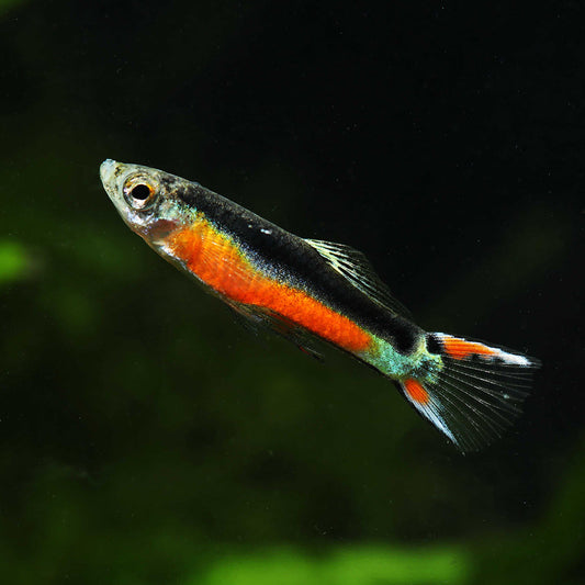 SANTA MARIA BLEEDING HEART ENDLER | POECILIA WINGEI