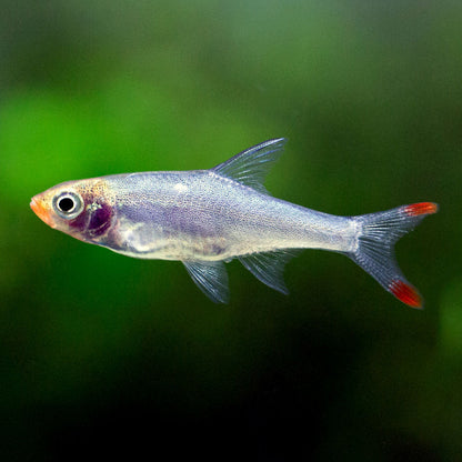 RUMMY NOSE RASBORA