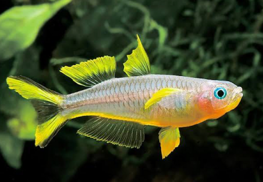 Forktail Blue-Eye Rainbowfish