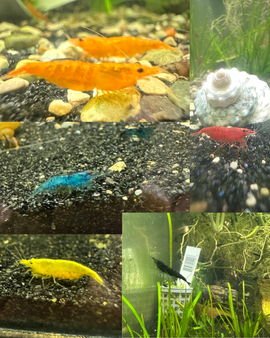 Neocaridina Shrimp – Colorful, Hardy, and Fun for Planted Aquariums