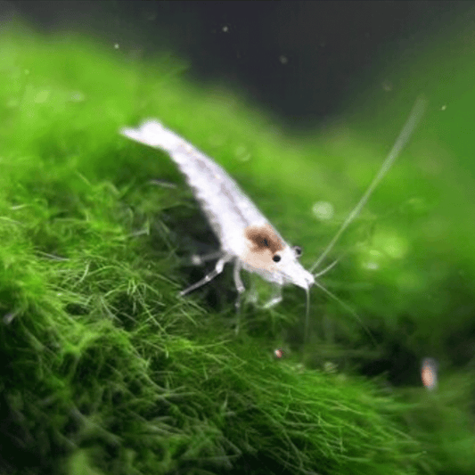 SNOWBALL SHRIMP